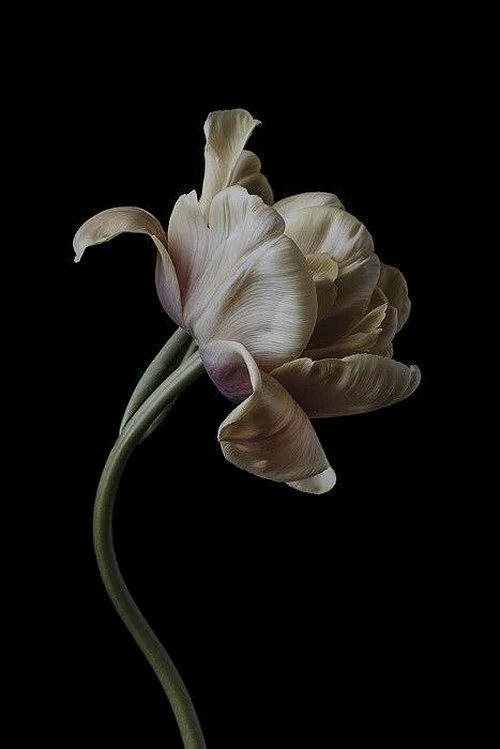 A sculptural ivory flower against deep darkness, representing The Magician